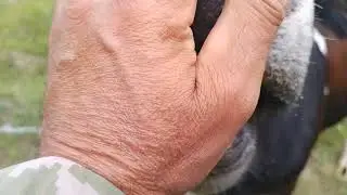 Телка породы Швиц