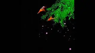 Vimage Tree Bard Effect 