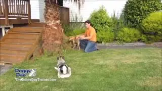 Doggy Dans Online Dog Trainer