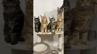 Мейн-кун шикарные котята🌺