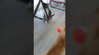 AMAZİNG CAT SERİES:1satisfying video ANİMALS VİDEO Kate Kuray  CUTE ANİMALS - CAT VLOG kate yup 2022