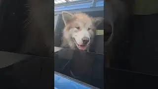 Возьми с собой Маламута, лучшая собака компаньон  #alaskanmalamute #россия #путешествия