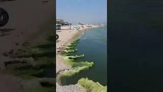 Зеленый треш 2021. Затока, Каролино-Бугаз, Грибовка. Одесса не радует...