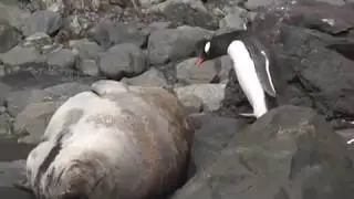 Penguin Boops A Seal