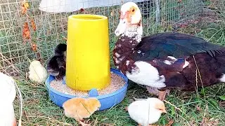 A lonely duck hatched her chicks.