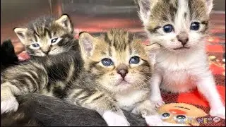 Sweet kitties look for homes