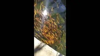Поездка на форелевое хозяйство в Крыму.