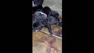 Bruno/Simone litter of 9