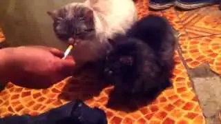 Котик любит покурить