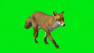 Green screen par fox / green screen par all effect