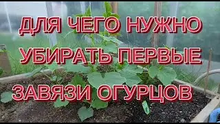 УБИРАЕМ ПЕРВЫЕ ЗАВЯЗИ ОГУРЦОВ. УДАЛЯЕМ ПАСЫНКИ. СКОЛЬКО НУЖНО УБРАТЬ.