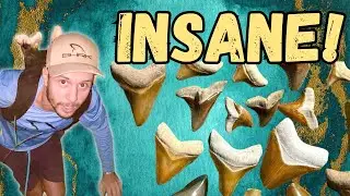 Most Colorful Shark Teeth in the WORLD?! Finding Megalodons in Bone Valley Fossil Formation, Florida
