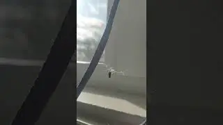 Танцующий паук