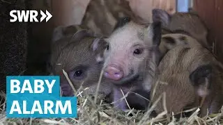 Aus schlechter Haltung befreit: Kleine Ferkel bringen Schwung in Tierheim