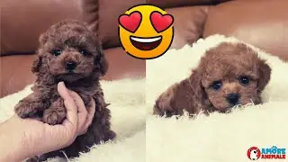 Poodle puppy with the sweetest look in the world