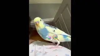 🍭🍬🦜🤗👏