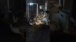 ГУСЕЙ НА УЛИЦЕ НЕ ОСТАВЛЮ!