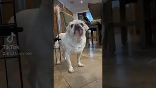 Dante is full of real estate wisdom, thanks to Matt McLennan #realestate #pug #whitepug #c21mclennan
