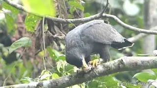 Buteogallus anthracinus