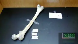 Bones Practicum - No Answer Key