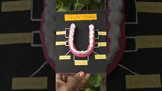 3D model of teeth using air dry clay