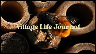 Mason Bees - Our New Garden Residents | Village Life Journal