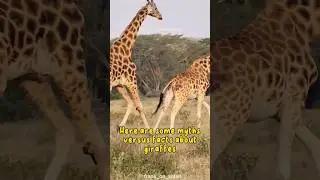 Myth vs Fact | Giraffe🦒