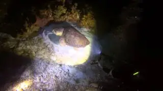 Night Dive in Cozumel, Mexico - June 2015