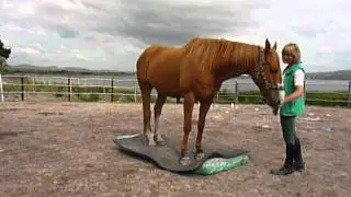 Rua, a clicker trained horse goes on a mattress.