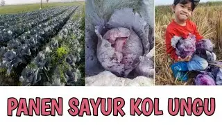 PANEN SAYURAN KOL UNGU || ANAK PETANI JADI YOUTUBER