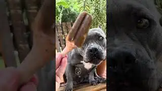 Para os Dias de Calor - Picolé de Ração com Pé de Galinha - Nossa Rotina 