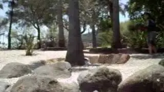 la palmera magica