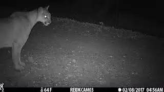 Mountain lion caught doing funny jumps over our 6 foot fence again.