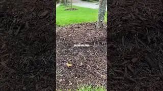 This Kills Your Trees