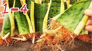 How to easily propagate snake plants in large numbers in the sand by cutting the leaves.
