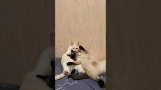 ❤️❤️❤️ #cat #котик