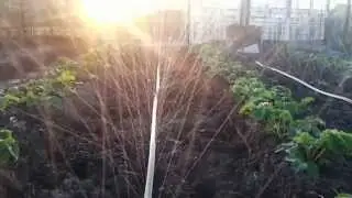 Орошение клубники шлангом golden spray