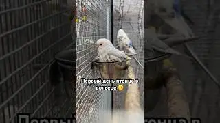 Впервые в вольере 🐣🥳