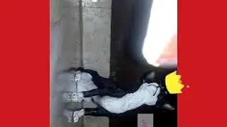 El licuado de papá Antonio Versión Dinosaurio