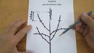 Apple formation