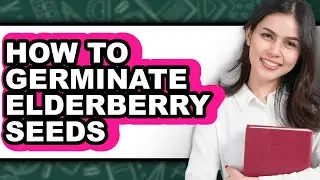 How To Germinate Elderberry Seeds - Easy Guide