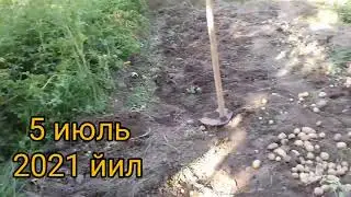 Узумчилик,узум етиштириш ВА ЯНГИЧА ЭКИШ.....
