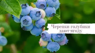 Шестимесячная Голубика даёт ягоду!
