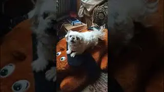Play Funny Shih tzu Asya