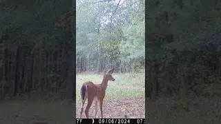 We have DEER! BIG BUCKS #deer #hunting #deerhunting #corn #bucks #hunters