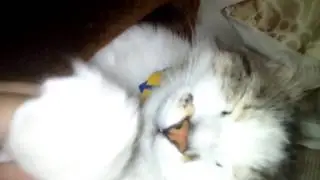 Мне спать пора
