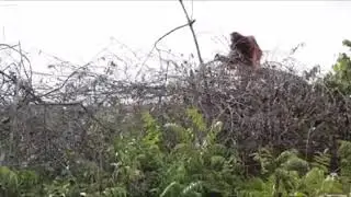 El aceite de palma está destruyendo el hogar del Orangután