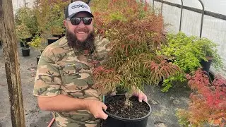 Acer palmatum 'Bloody Talons' Crazy Rare Dwarf Japanese Maple