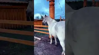 23 июня 2024 г.