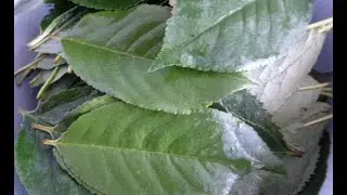 Cherry leaf tincture. Unexpected results.